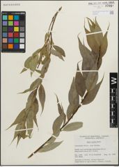 Foto von Salix lucida Muhl.